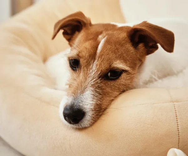 product thumb 16 optimized